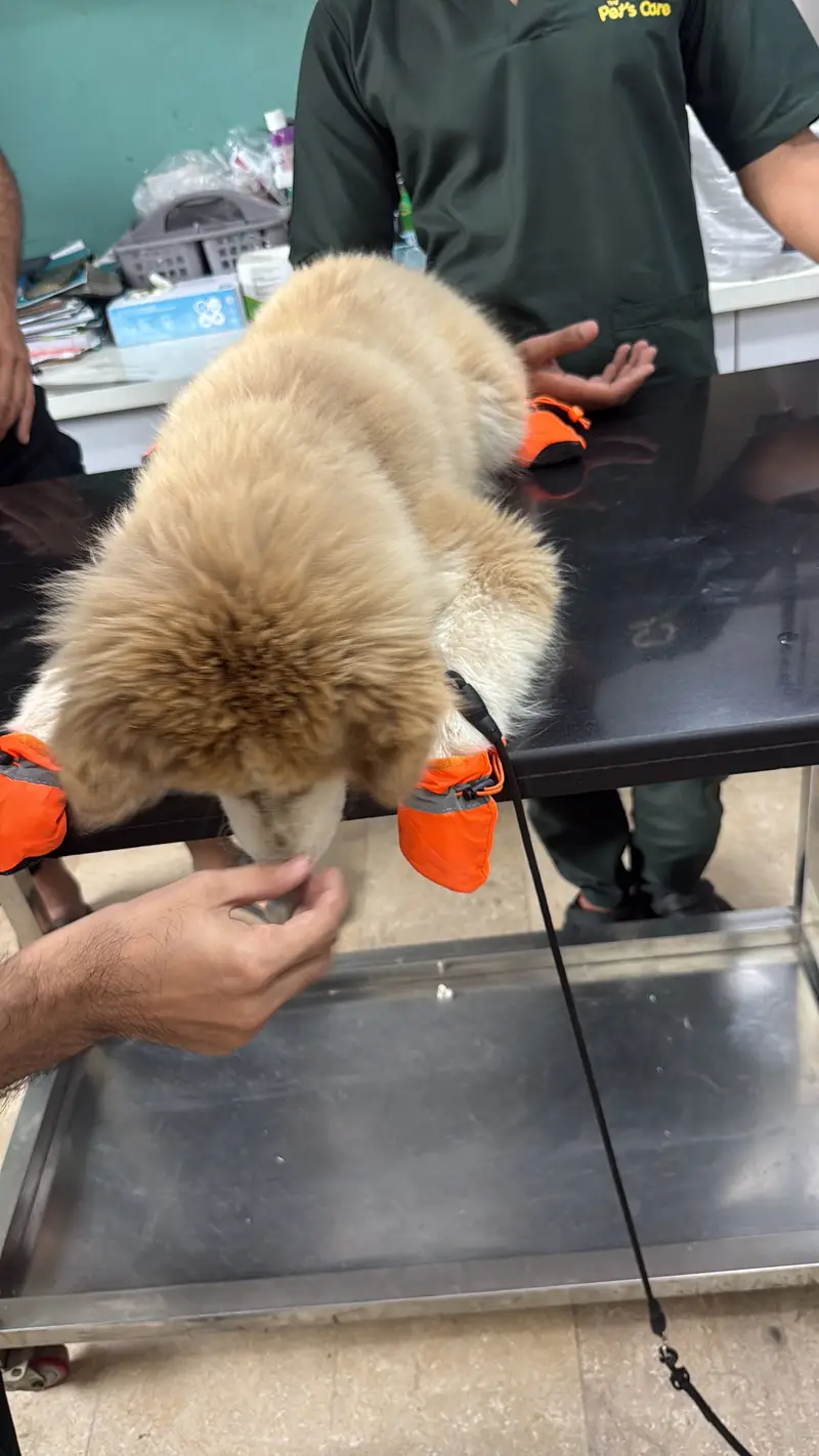Siberian Huskey Brown 5 Months — photo 4