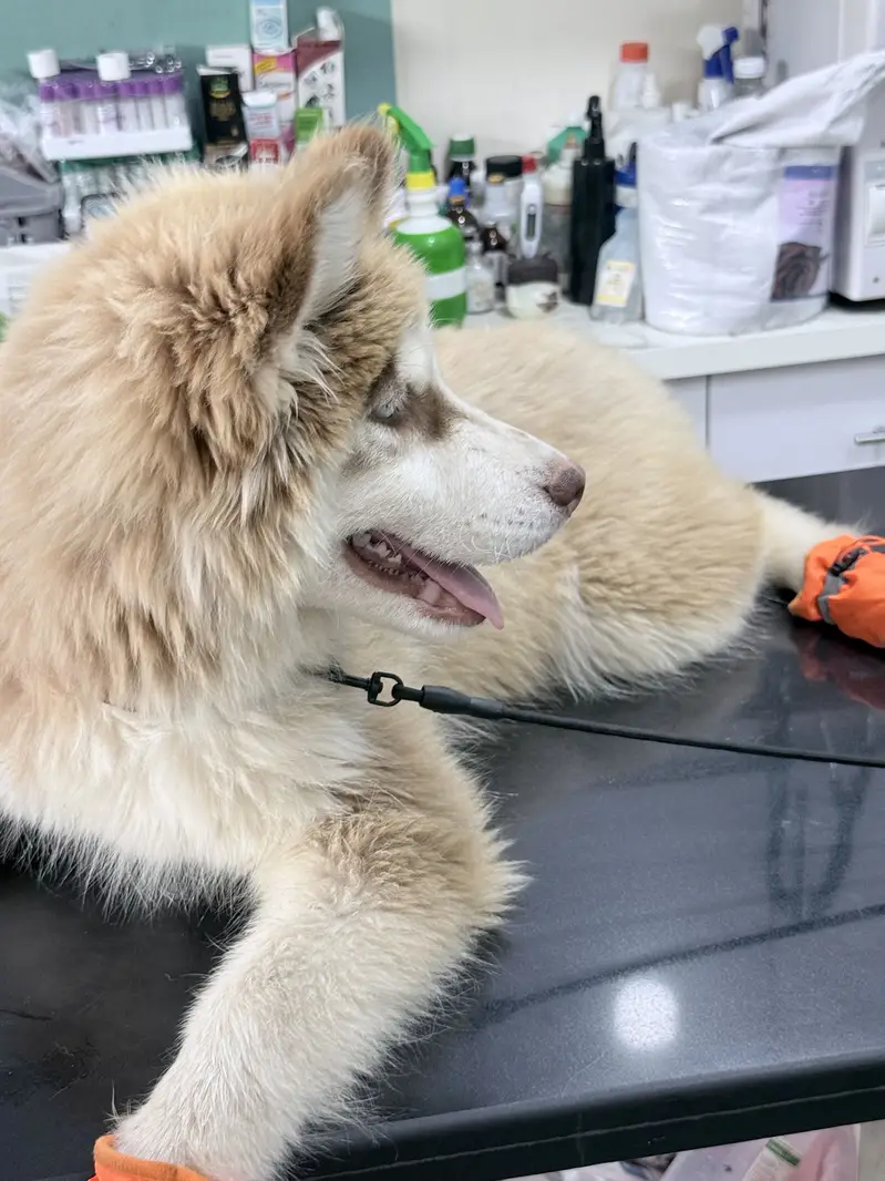 Siberian Huskey Brown 5 Months — photo 5