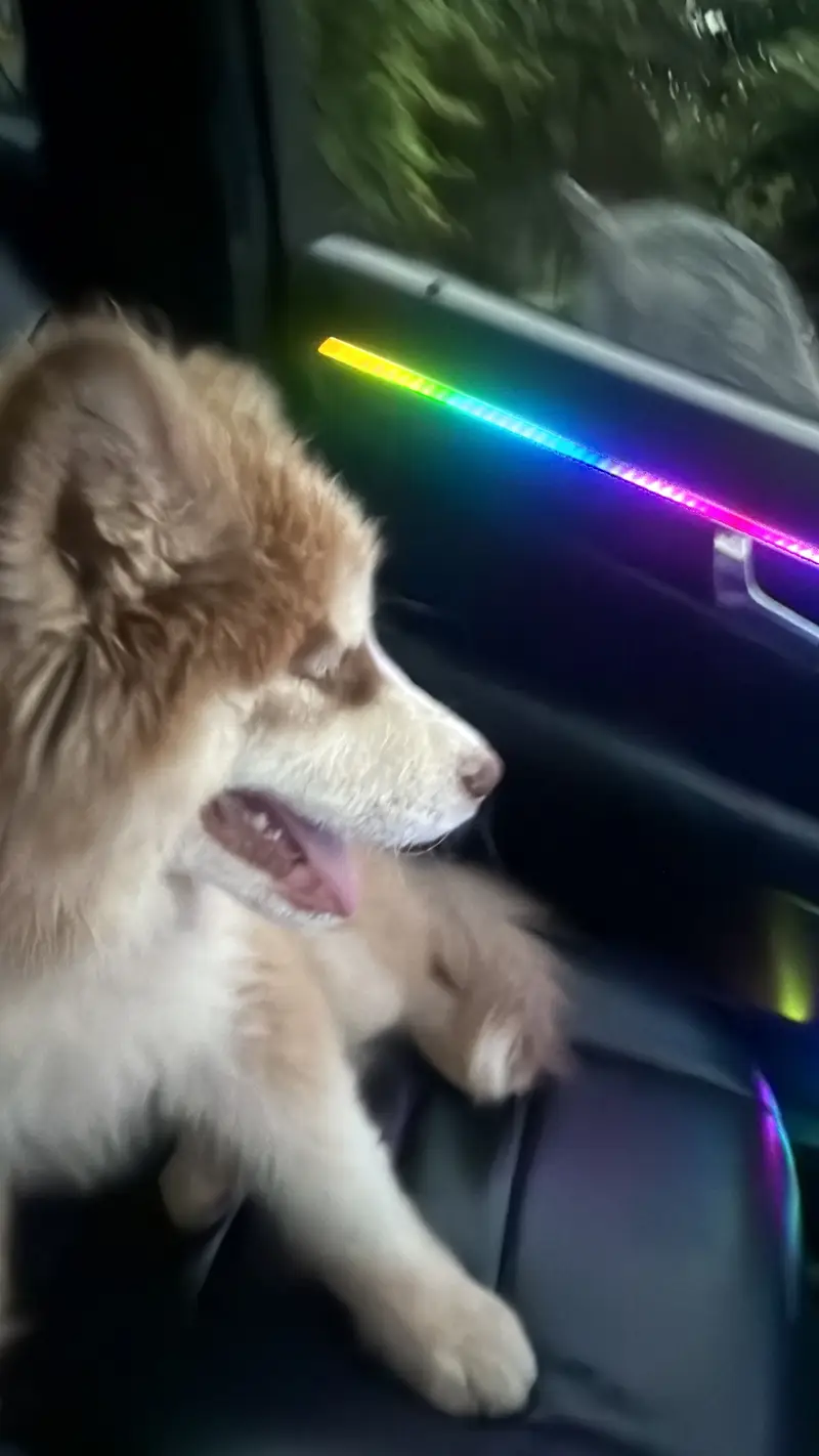 Siberian Huskey Brown 5 Months — photo 6