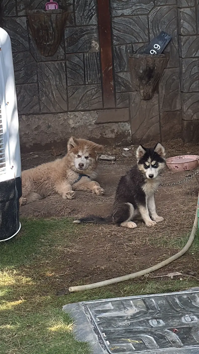 Siberian Huskey Brown 5 Months — photo 7