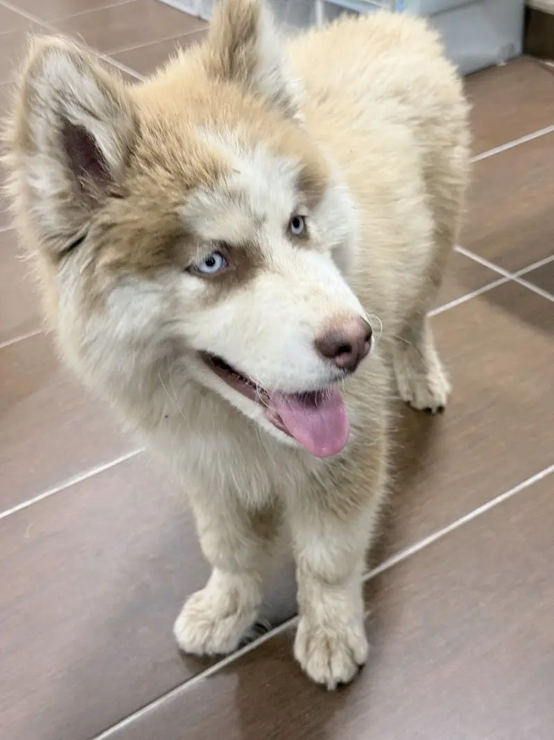 Siberian Huskey Brown 5 Months — photo 8