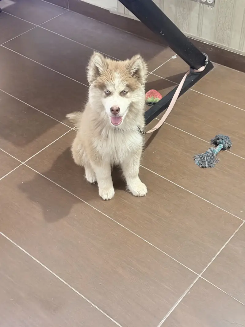 Siberian Huskey Brown 5 Months — photo 9