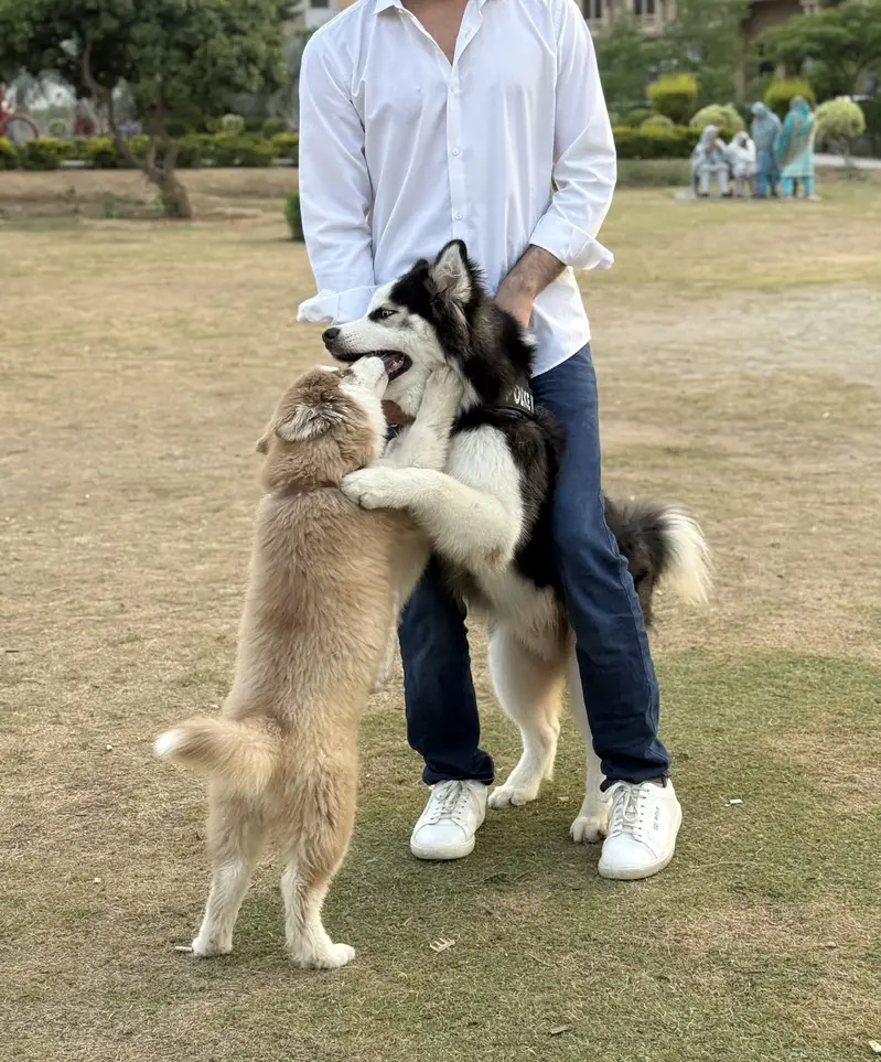 Siberian Huskey Brown 5 Months — photo 11