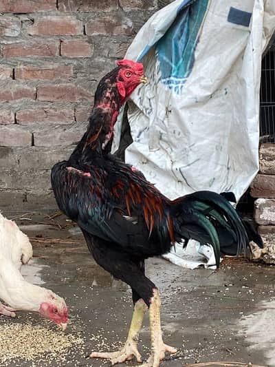Valeti patha for sale