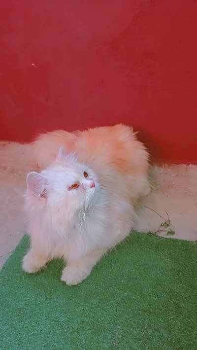 BREEDER FEMALE FOR SALE