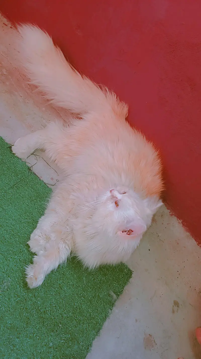 BREEDER FEMALE FOR SALE — photo 2