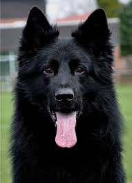 Pedigree long coated Black German shepherd puppies for sale