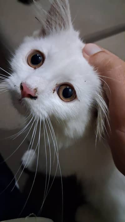 5 month old vaccinated persian cat for sale in Lahore