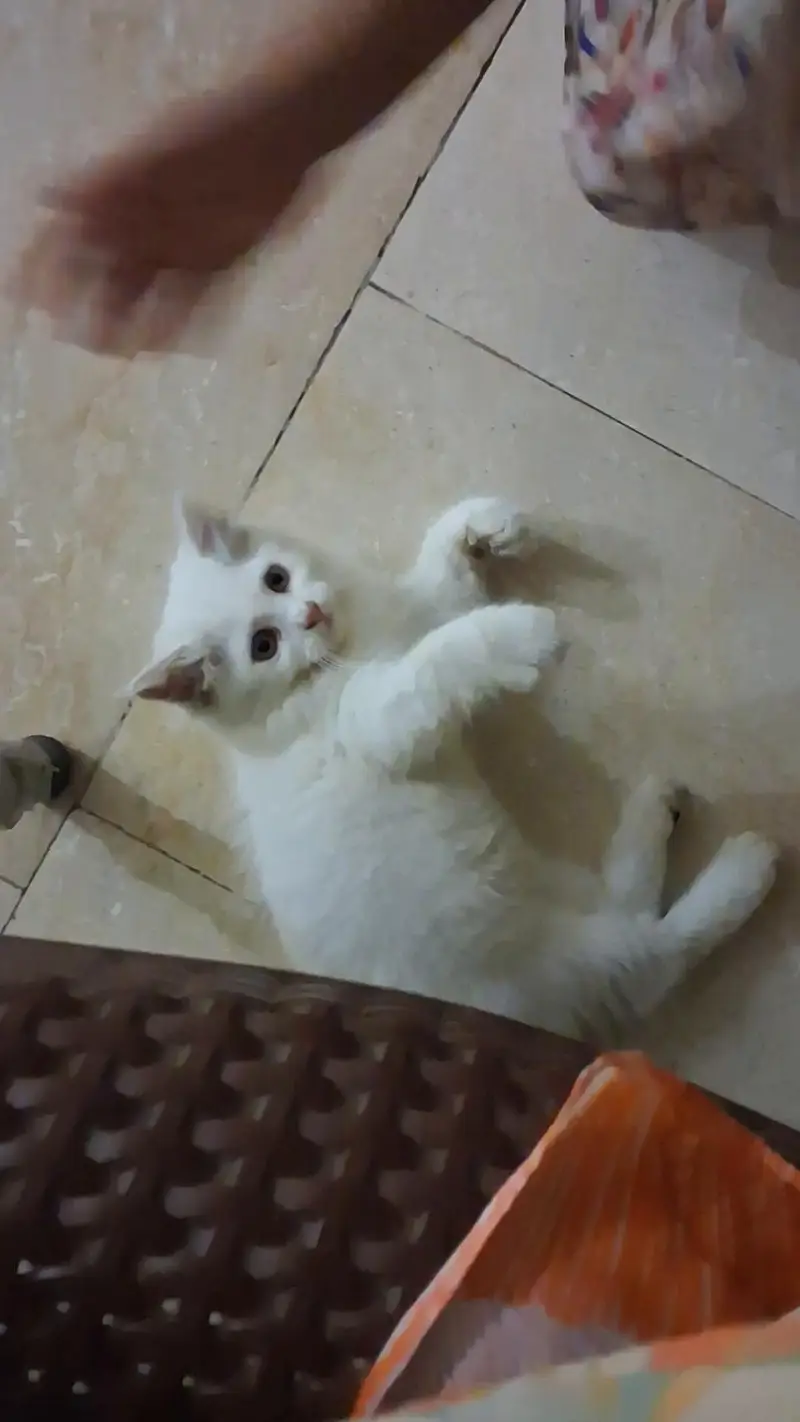 5 month old vaccinated persian cat for sale in Lahore — photo 2
