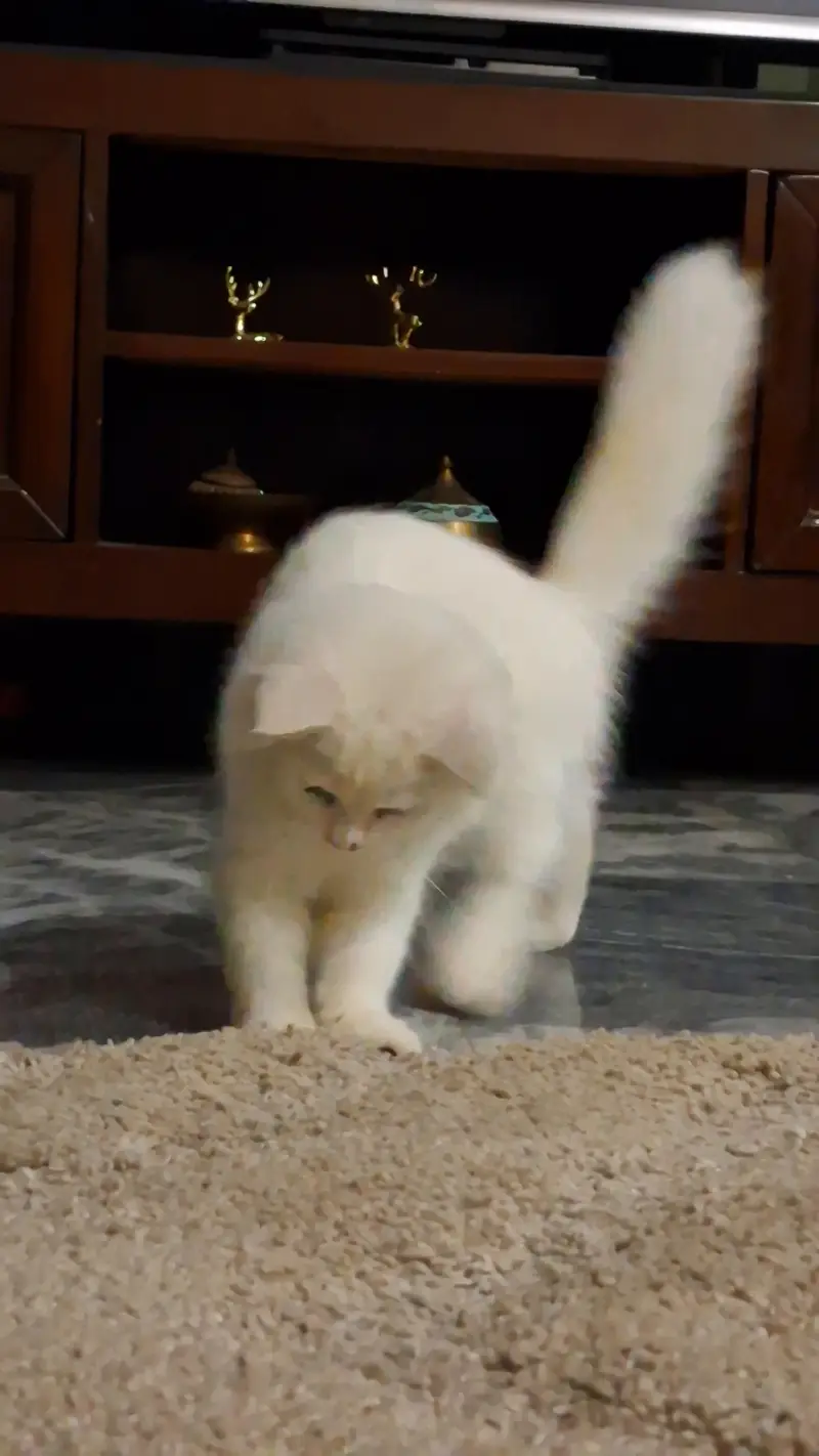 5 month old vaccinated persian cat for sale in Lahore — photo 3