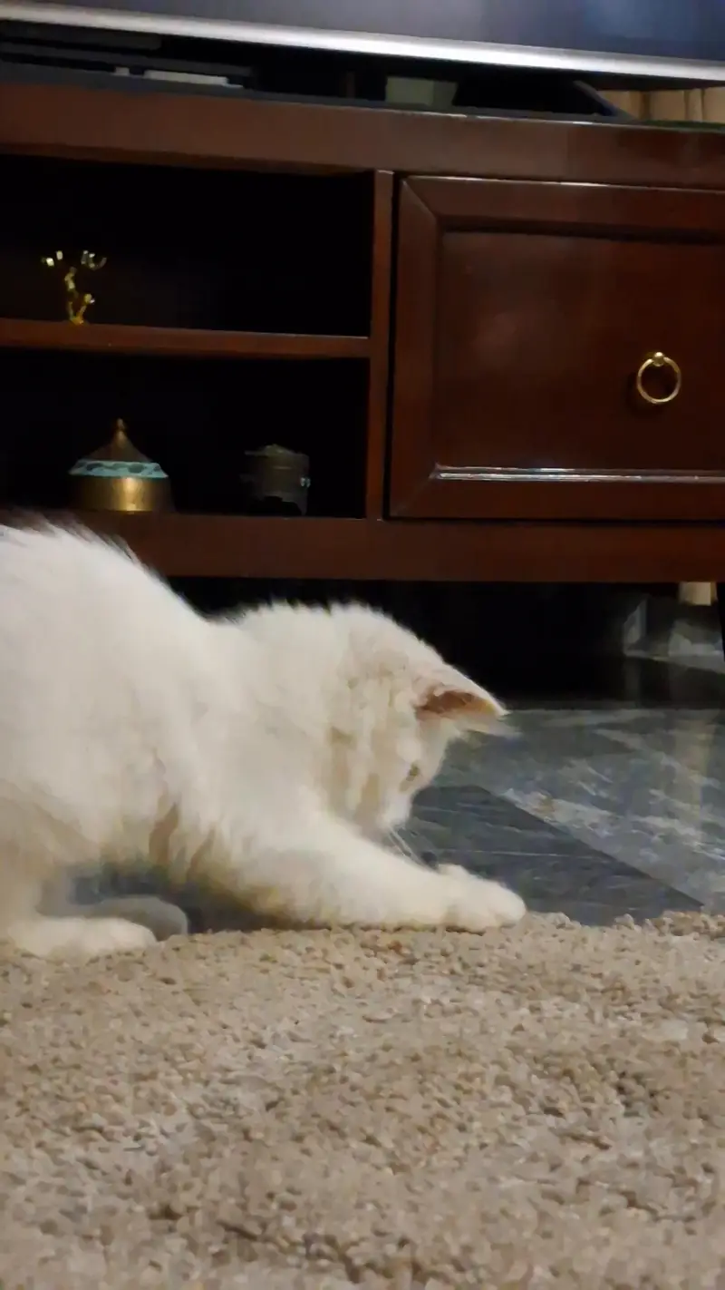 5 month old vaccinated persian cat for sale in Lahore — photo 4