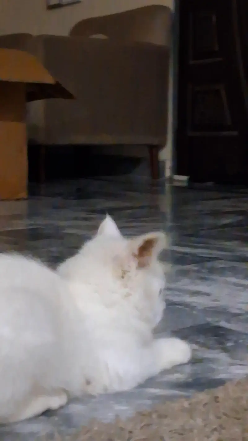 5 month old vaccinated persian cat for sale in Lahore — photo 5