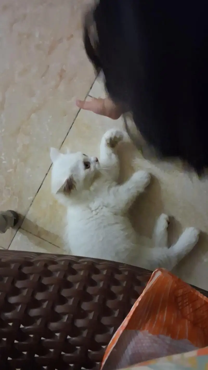 5 month old vaccinated persian cat for sale in Lahore — photo 6