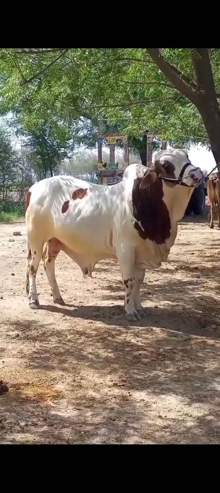 Gulabi Bachra