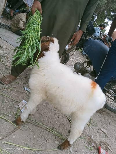 Dumba