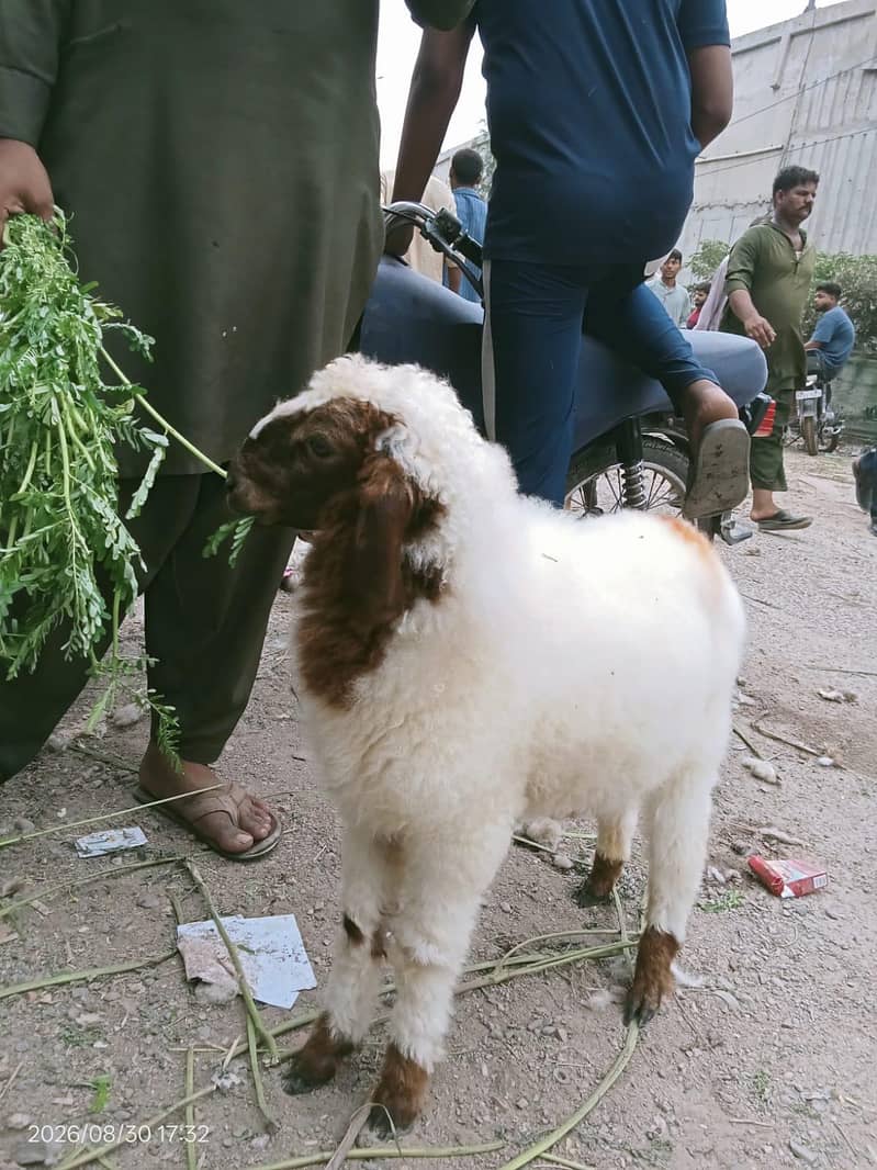 Dumba 1