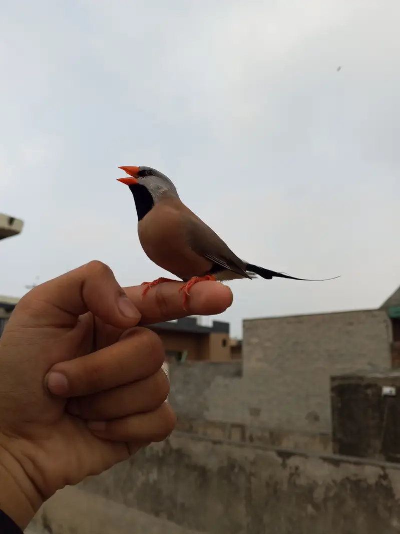 Super tame shaft-tail finch male available
