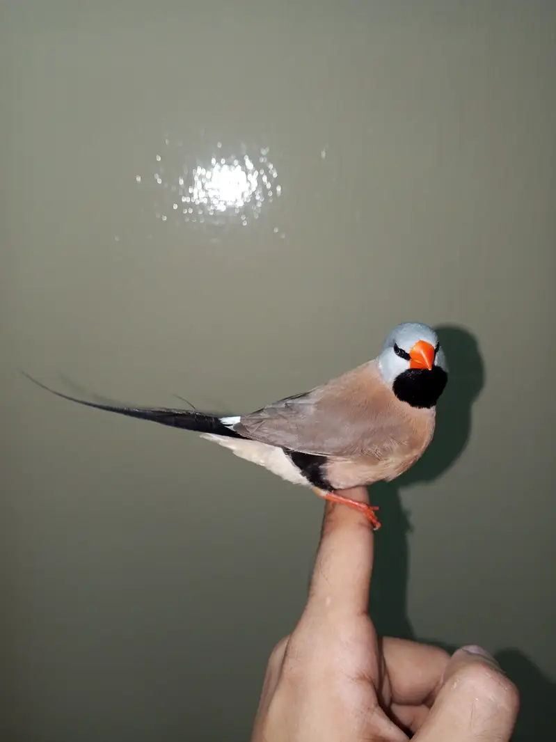Super tame shaft-tail finch male available — photo 2