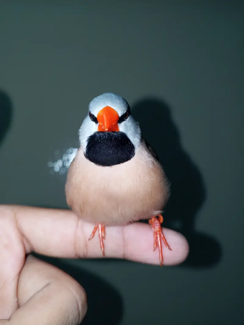 Super tame shaft-tail finch male available — photo 3