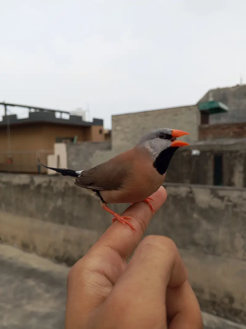 Super tame shaft-tail finch male available — photo 4