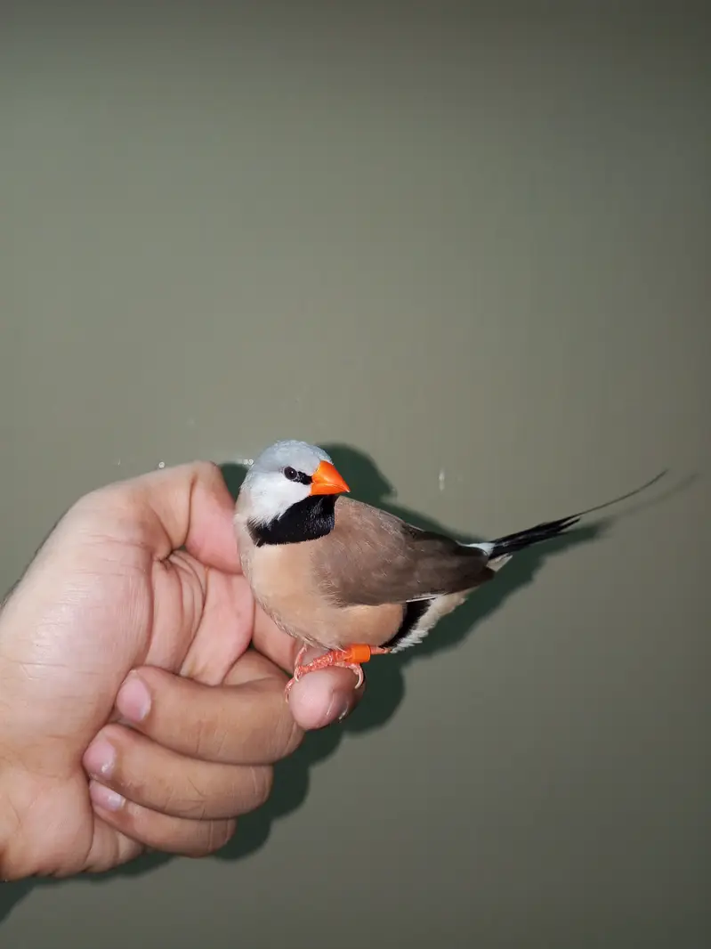 Super tame shaft-tail finch male available — photo 5