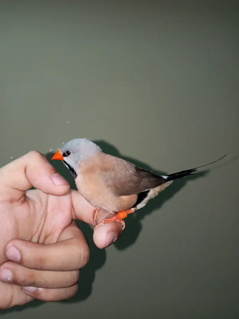 Super tame shaft-tail finch male available — photo 6