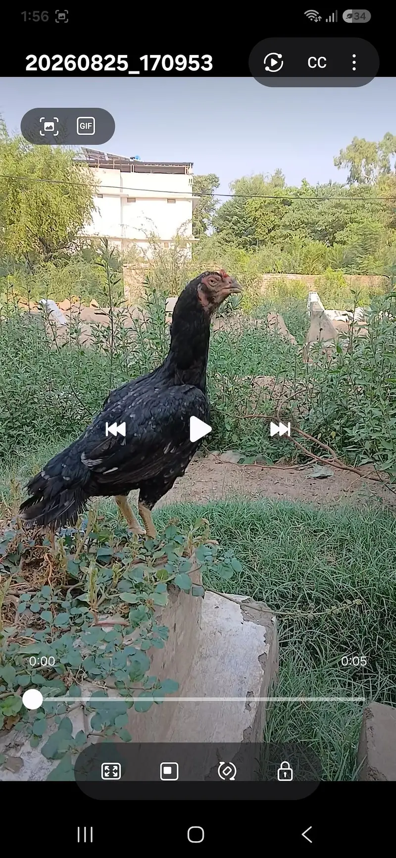 Mushka male lasani madi pair — photo 3