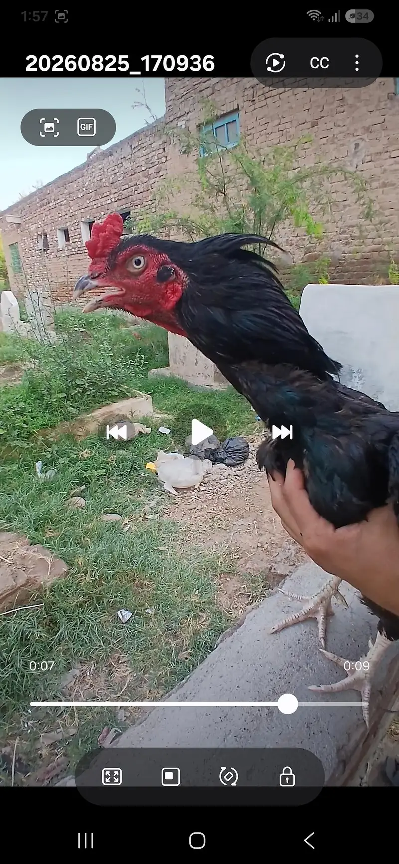 Mushka male lasani madi pair — photo 4