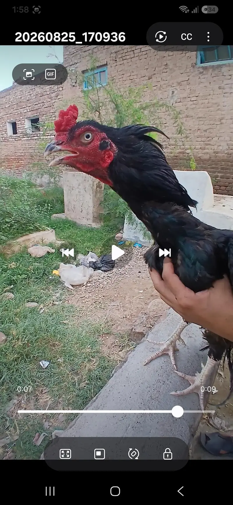Mushka male lasani madi pair — photo 5