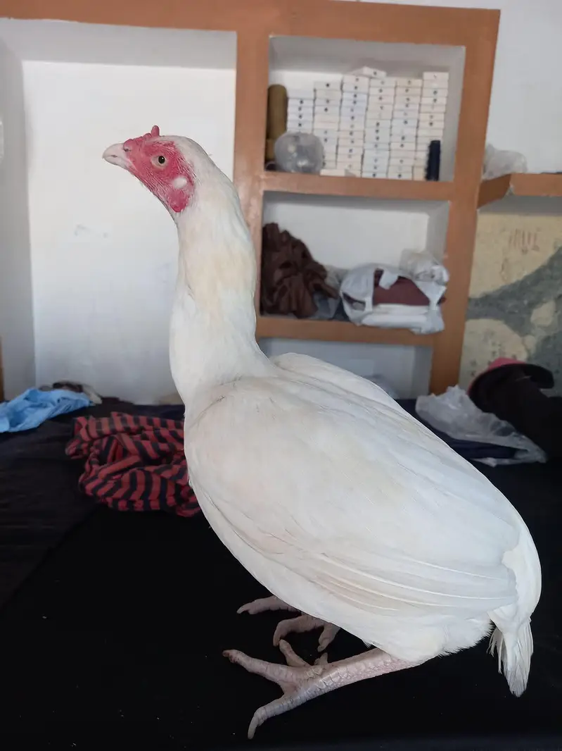 Aseel hen
