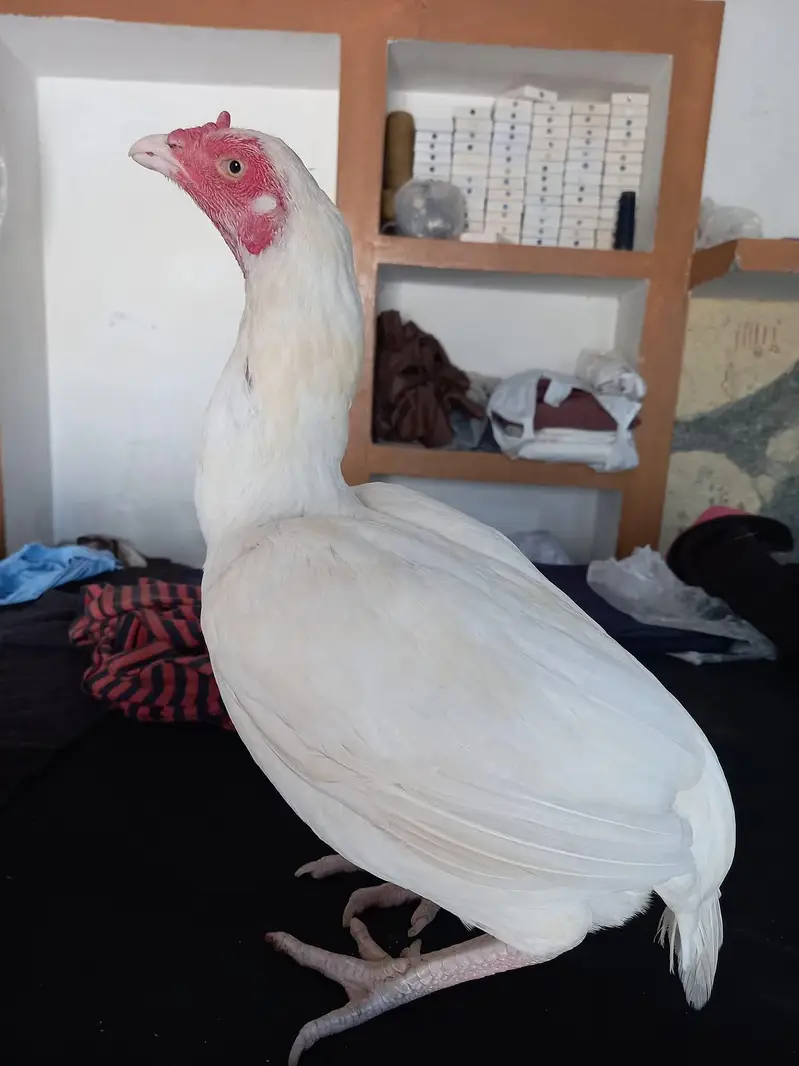 Aseel hen — photo 2