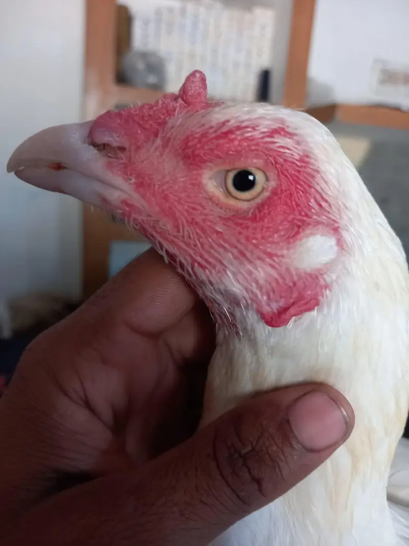 Aseel hen — photo 3