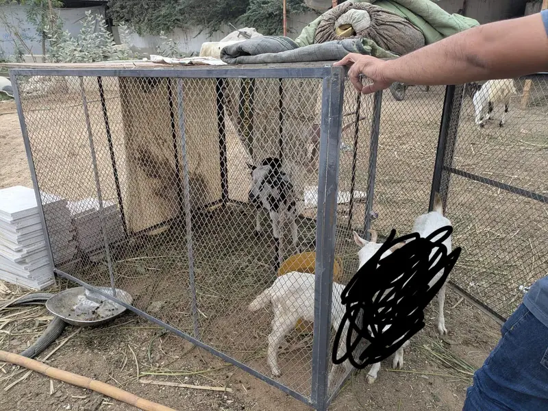 Folding Cage Available for  Sale for Goat's
