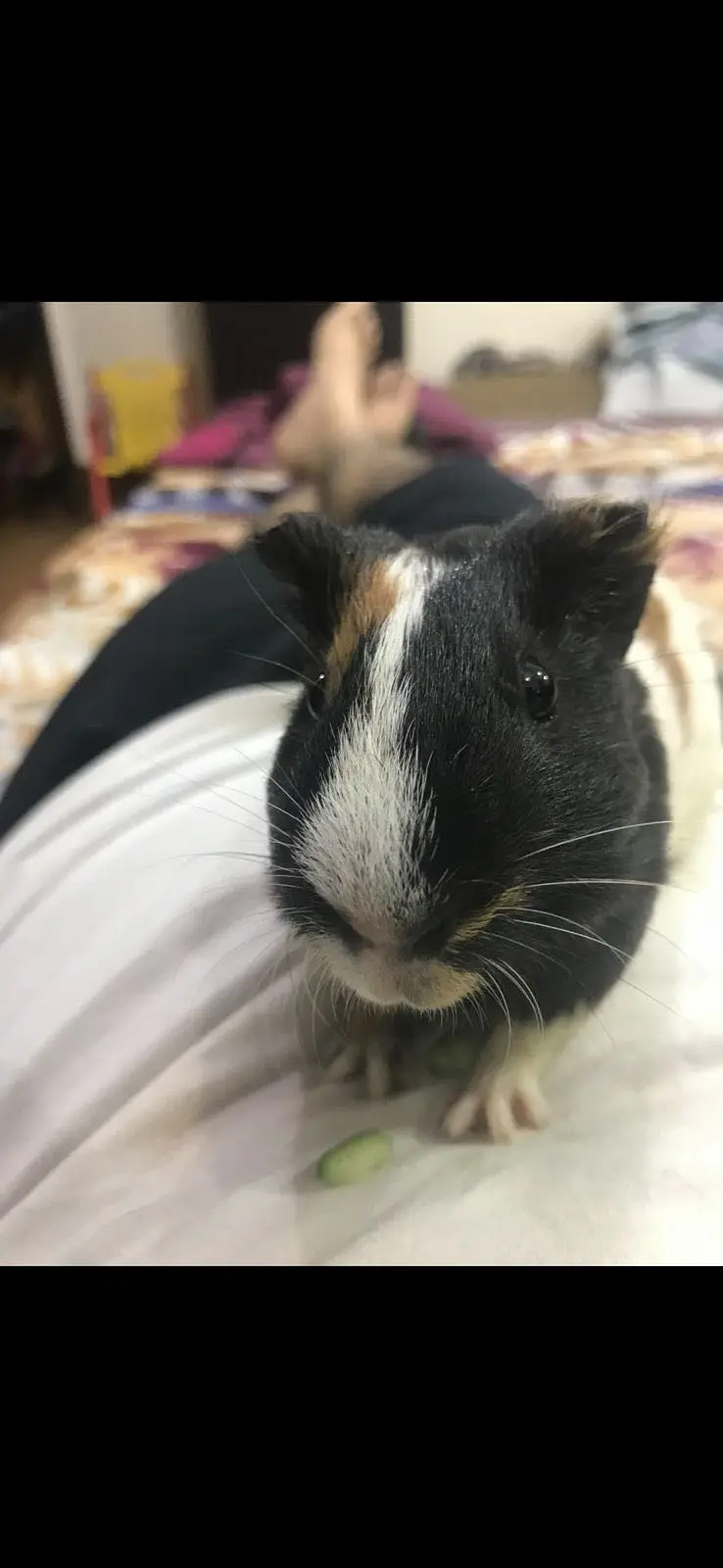 3 Guinea Pigs