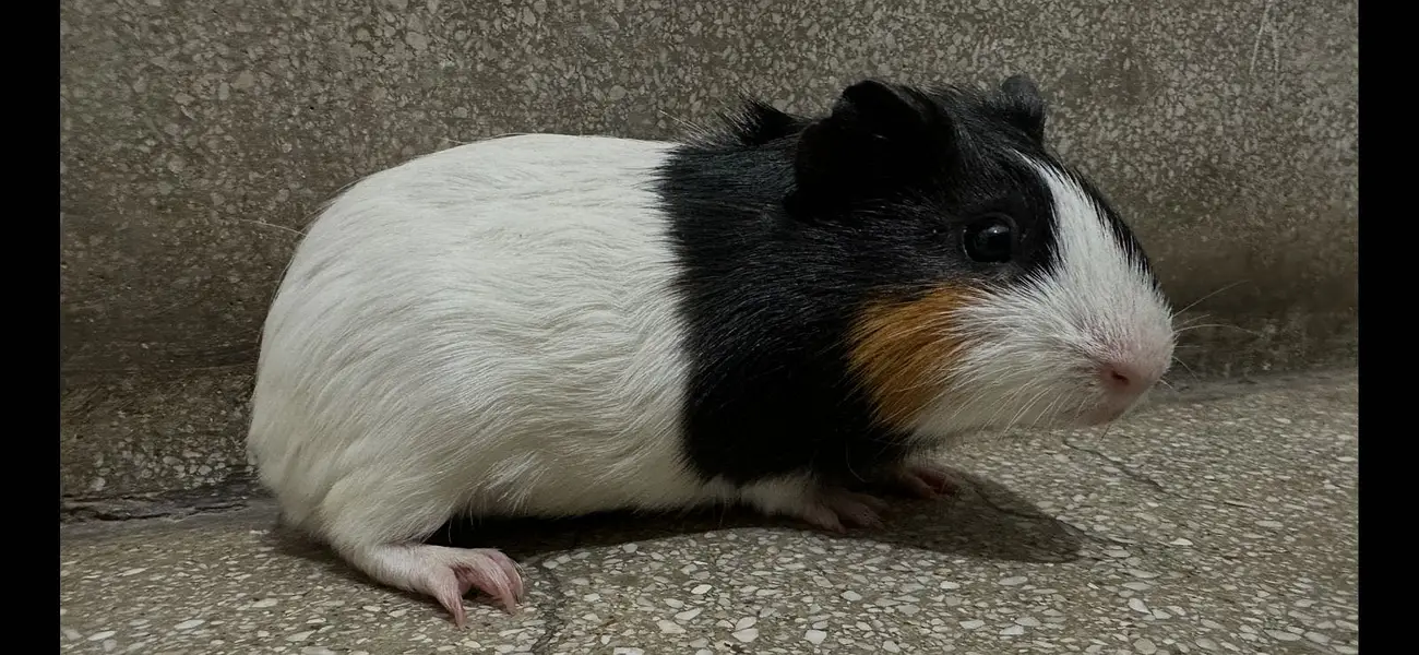 3 Guinea Pigs — photo 2