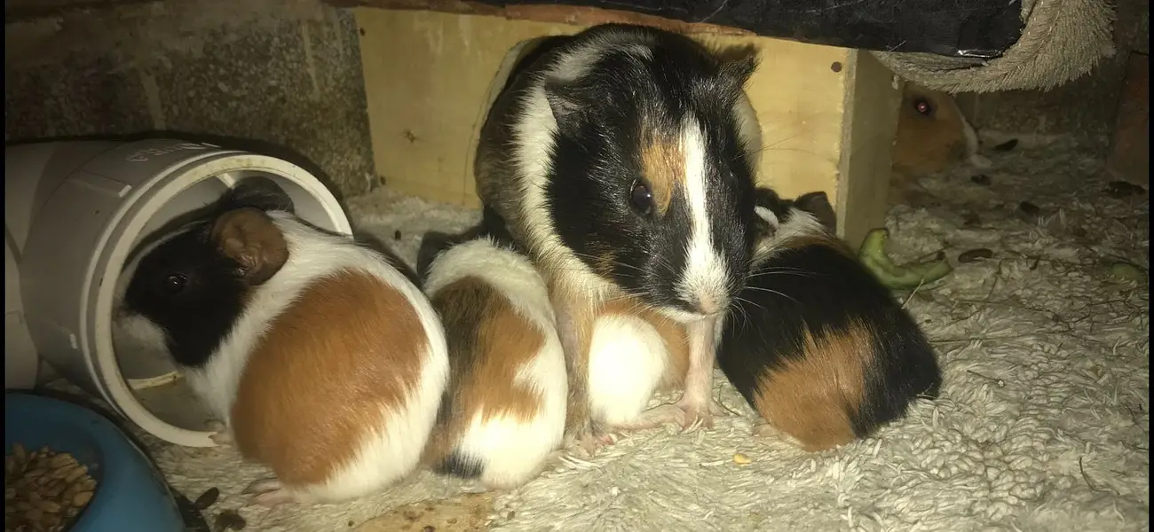 3 Guinea Pigs — photo 3