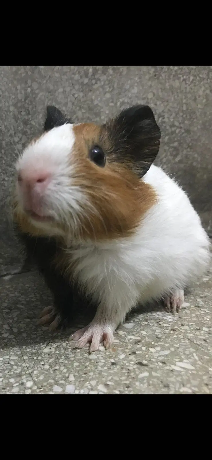 3 Guinea Pigs — photo 4