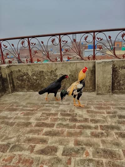 only series pursen rabta kare