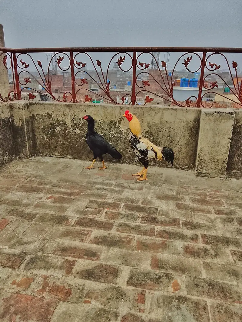 only series pursen rabta kare — photo 2