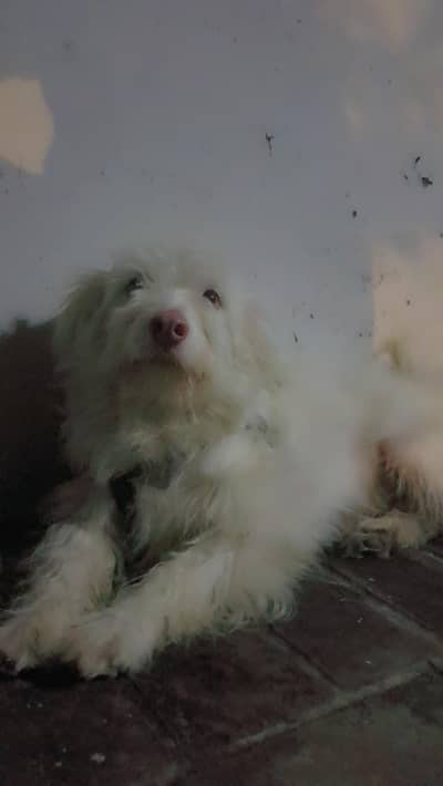 I Have a male poodle if any one want to breed