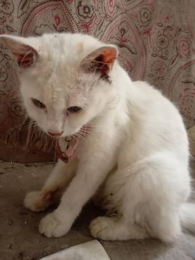 sale for cat