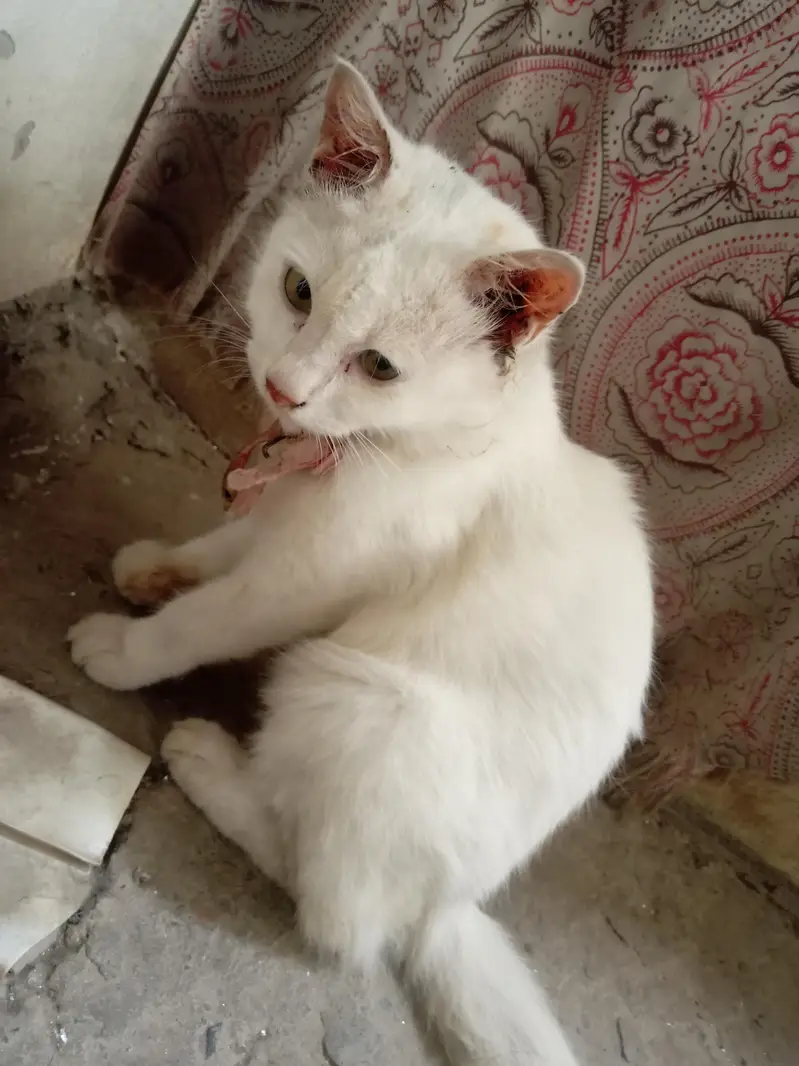 sale for cat — photo 2