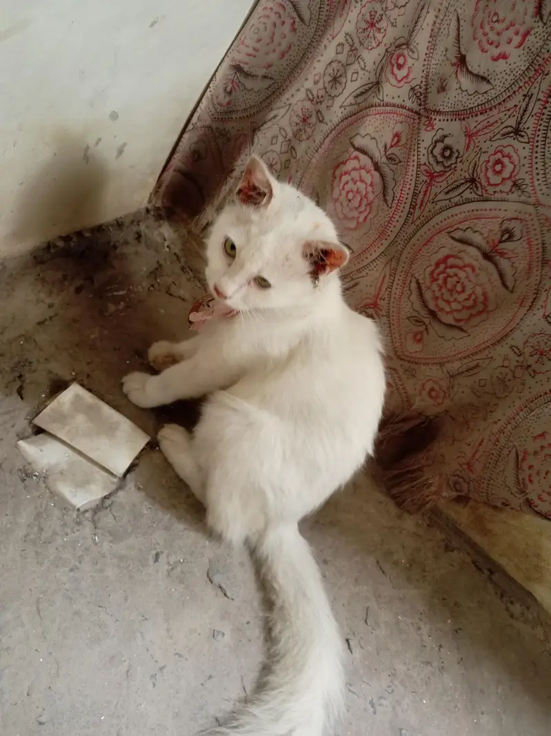 sale for cat — photo 3