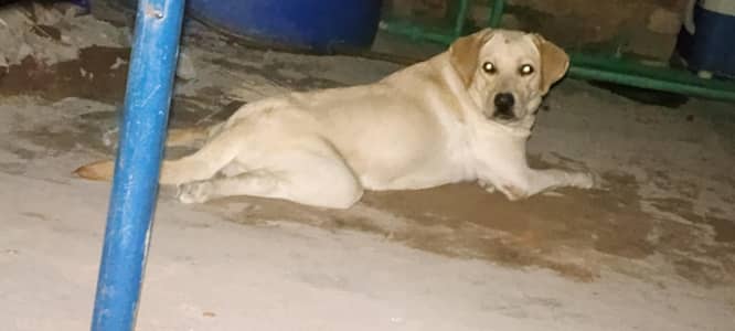 Femail Dog For Sale