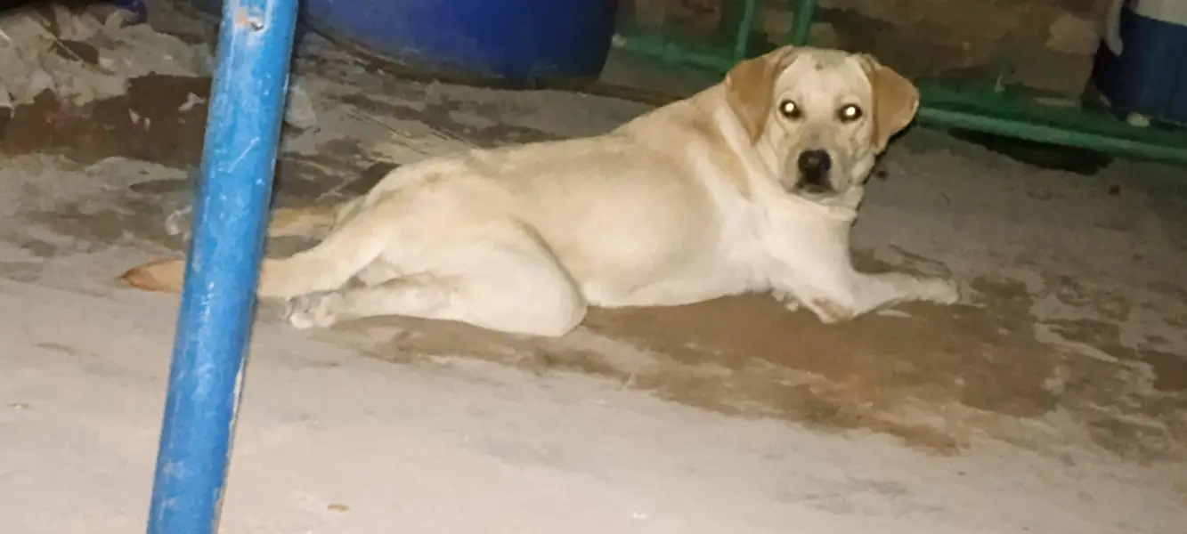 Femail Dog For Sale