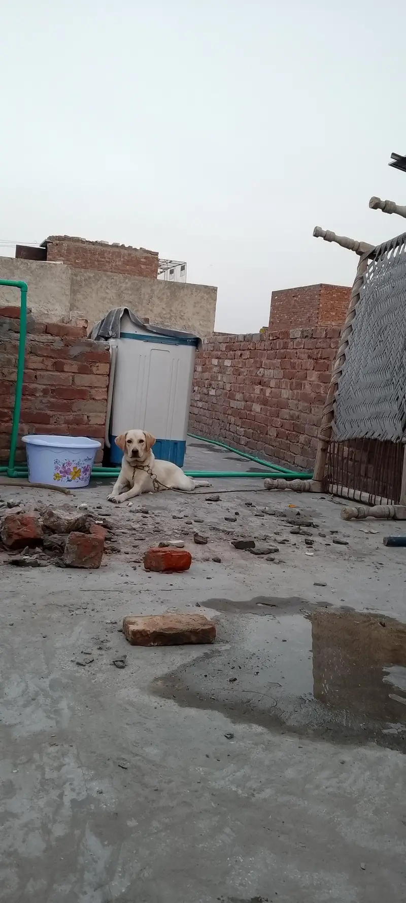 Femail Dog For Sale — photo 3
