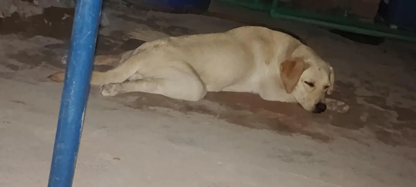Femail Dog For Sale — photo 4