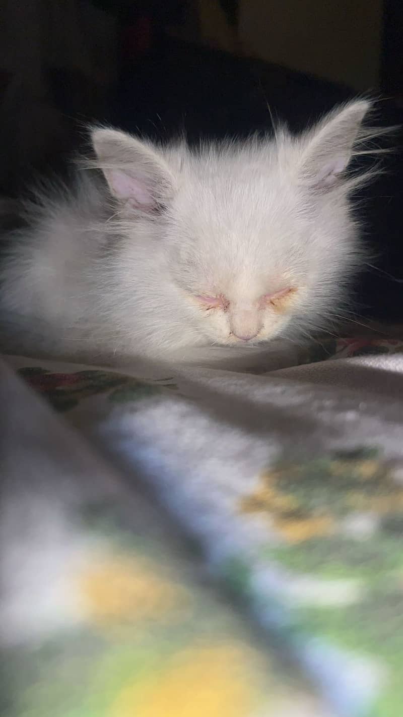 Persion cat 0