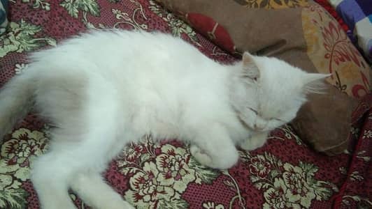 "Persian Mother Cat with Persian,Kitten for Sale. "