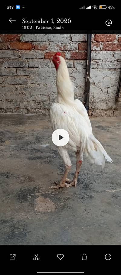 O Shamoo Chicks